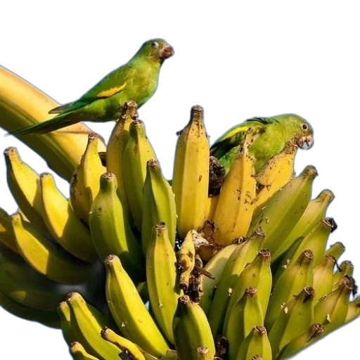 food, animal, crown, weapon transparent PNG cut-out