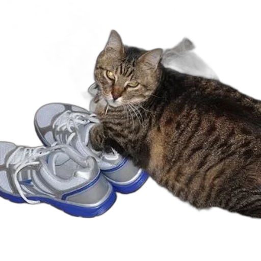 shoes, bottle, weapon, animal transparent PNG cut-out