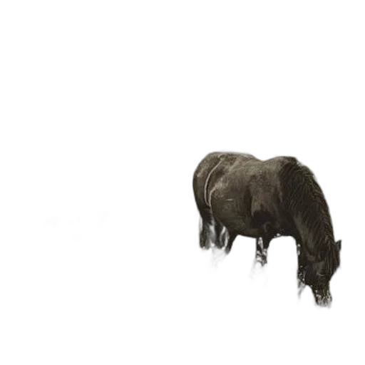 animal, creature, hair, weapon transparent PNG cut-out