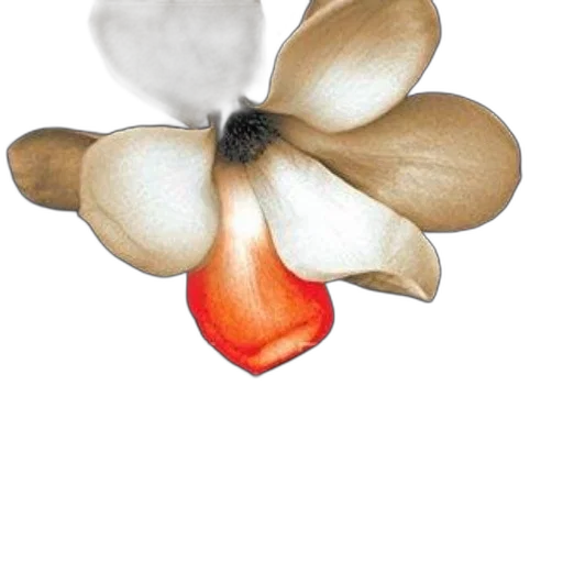 flower, jewelry, crown, umbrella transparent PNG cut-out