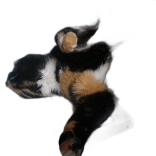 staff, animal, hair, shoes transparent PNG cut-out