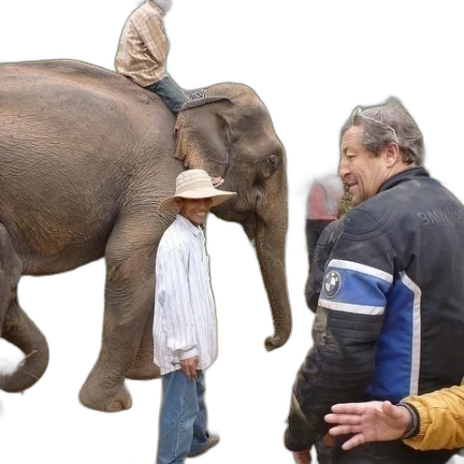 animal, creature, hat, staff transparent PNG cut-out