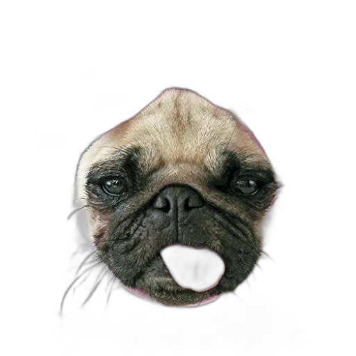 face, animal, creature, mask transparent PNG cut-out