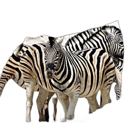 animal, creature, photorealistic, 3d render transparent PNG cut-out