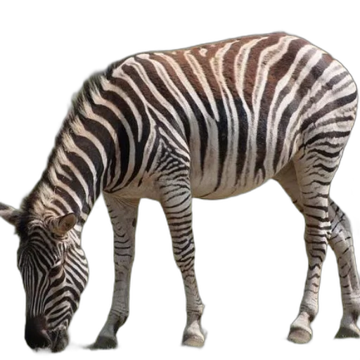 animal, creature, staff, weapon transparent PNG cut-out