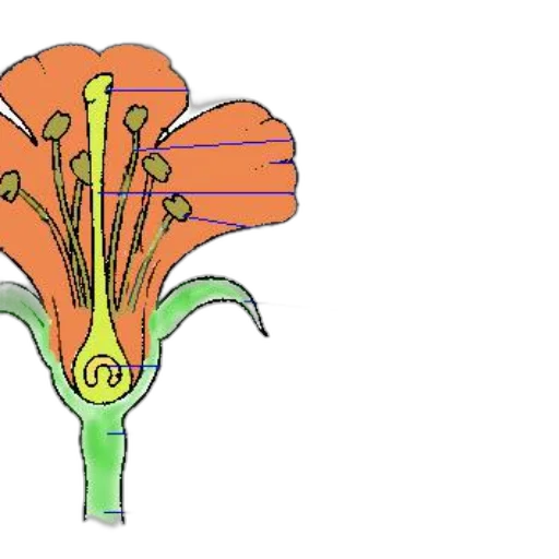 flower, crown, umbrella, staff transparent PNG cut-out