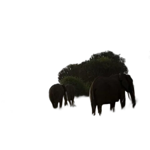 creature, animal, hair, tree transparent PNG cut-out