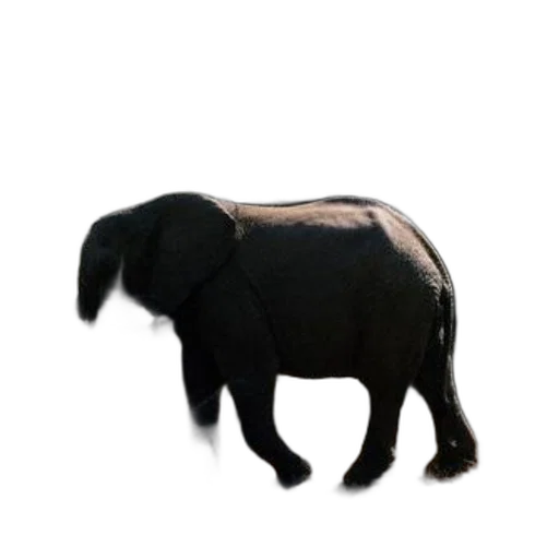 animal, creature, staff, jacket transparent PNG cut-out