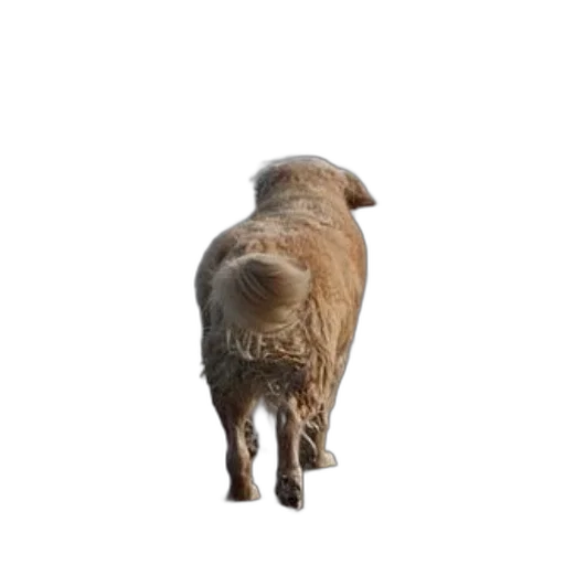 animal, creature, staff, food transparent PNG cut-out