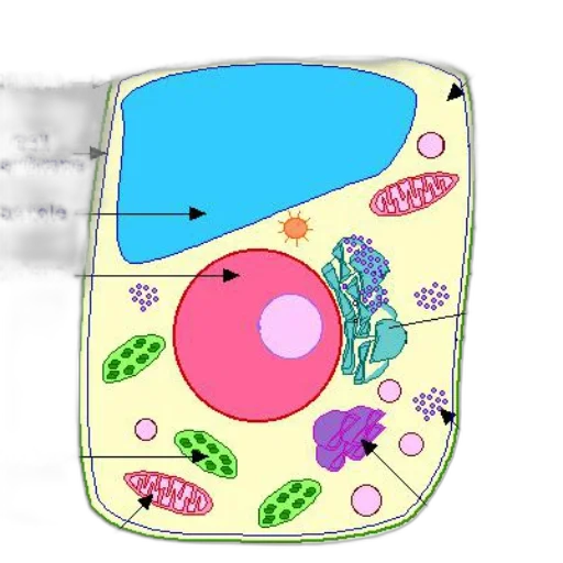concept art, underwater, labeled, diagram transparent PNG cut-out