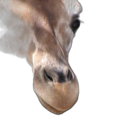 animal, face, creature, mask transparent PNG cut-out