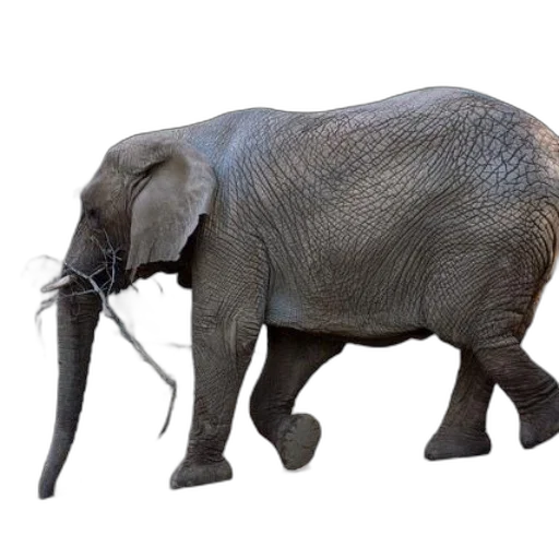 animal, creature, staff, weapon transparent PNG cut-out