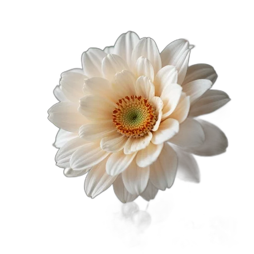 flower, jewelry, crown, staff transparent PNG cut-out