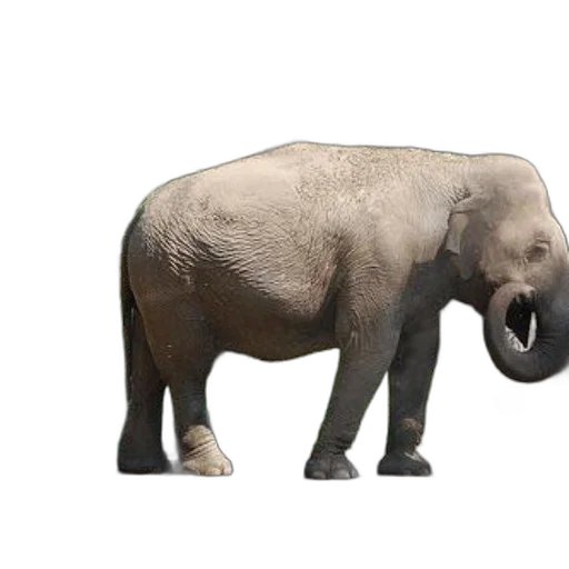 animal, creature, face, food transparent PNG cut-out