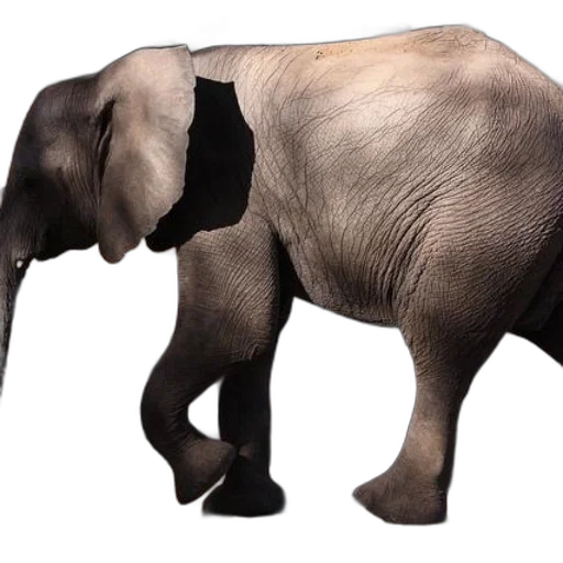 animal, creature, weapon, staff transparent PNG cut-out
