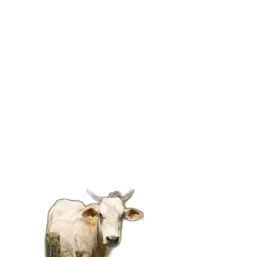 animal, food, hat, jewelry transparent PNG cut-out