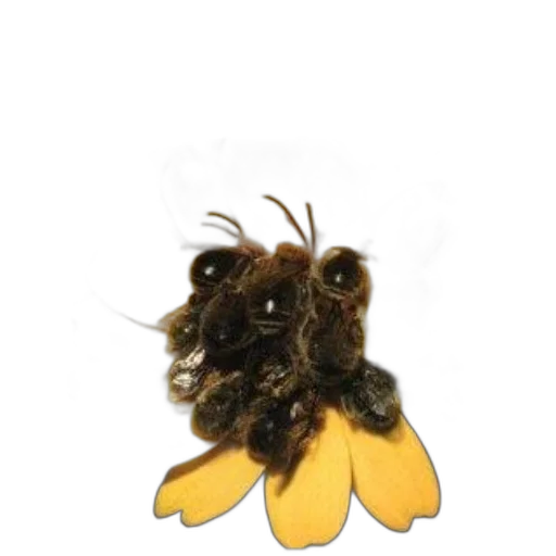 crown, hair, creature, animal transparent PNG cut-out