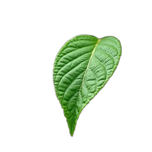 food, tree, staff, flower transparent PNG cut-out
