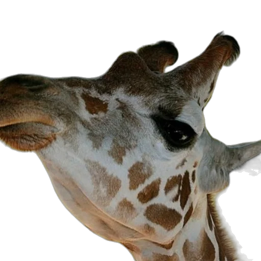 animal, creature, face, staff transparent PNG cut-out