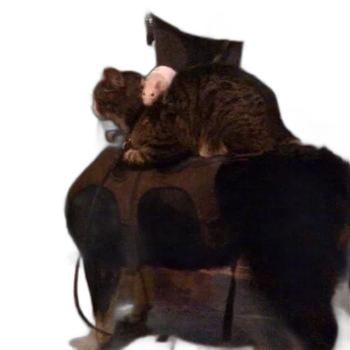 furniture, animal, hat, jacket transparent PNG cut-out