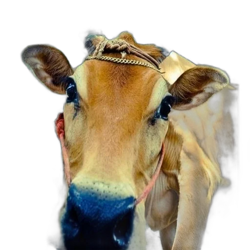 animal, mask, face, creature transparent PNG cut-out