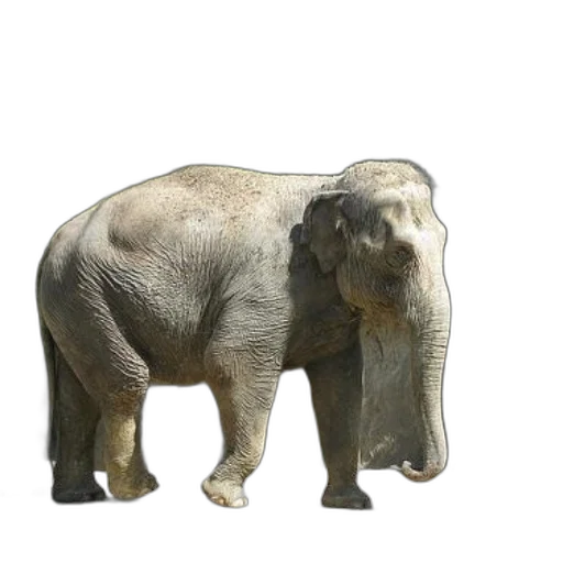 animal, creature, staff, face transparent PNG cut-out