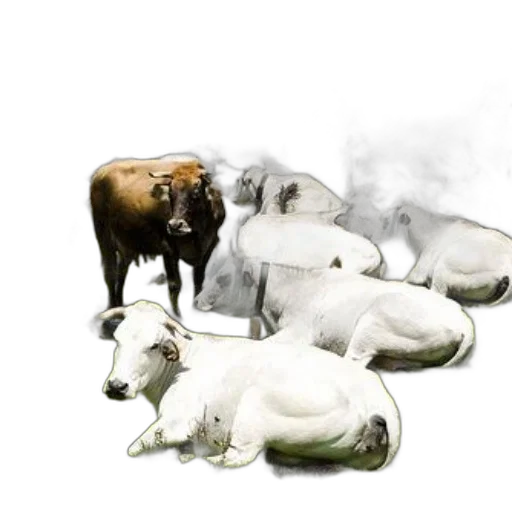 animal, creature, concept art, photorealistic transparent PNG cut-out