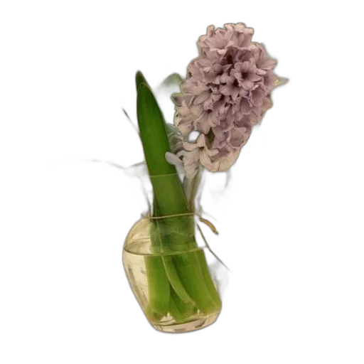 flower, crown, bottle, jewelry transparent PNG cut-out