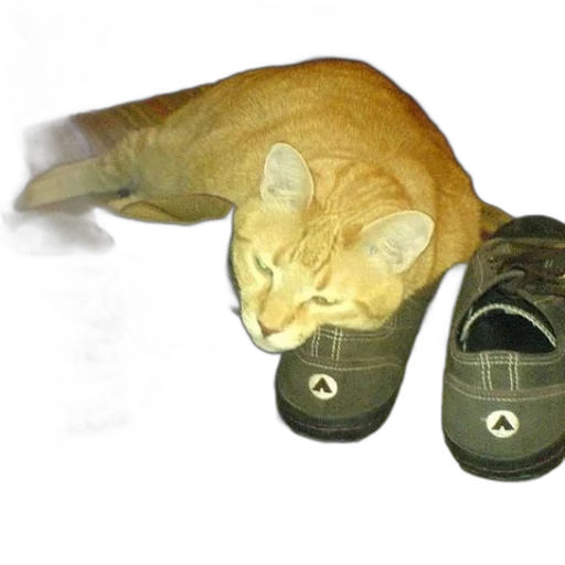 shoes, hat, animal, creature transparent PNG cut-out