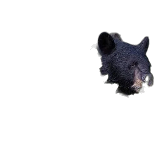 animal, creature, dragon, face transparent PNG cut-out