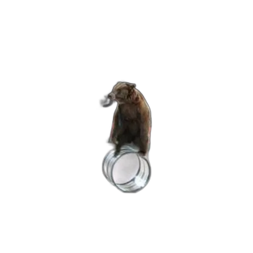 jewelry, animal, creature, hair transparent PNG cut-out
