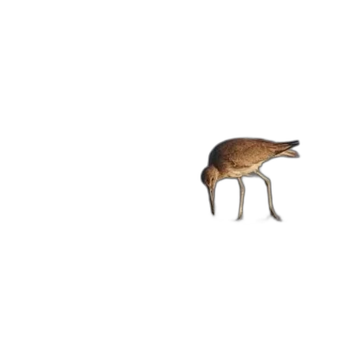 animal, creature, furniture, hat transparent PNG cut-out