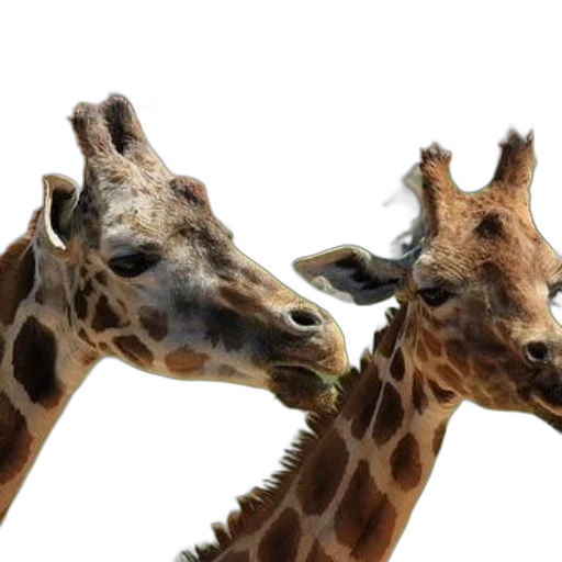 animal, two, giraffes, standing transparent PNG cut-out