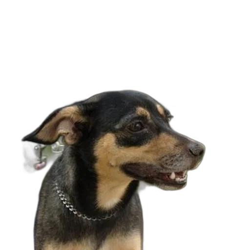 staff, animal, hat, jewelry transparent PNG cut-out