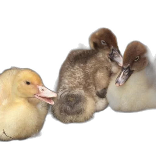 animal, photorealistic, three, ducklings transparent PNG cut-out