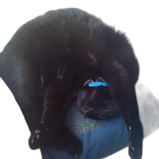 hat, creature, mask, animal transparent PNG cut-out