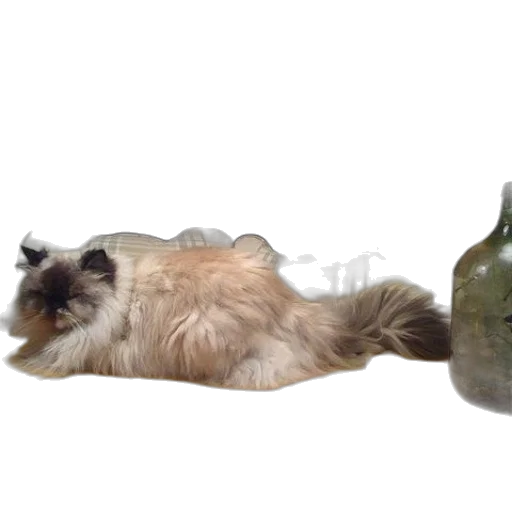 bottle, animal, creature, staff transparent PNG cut-out