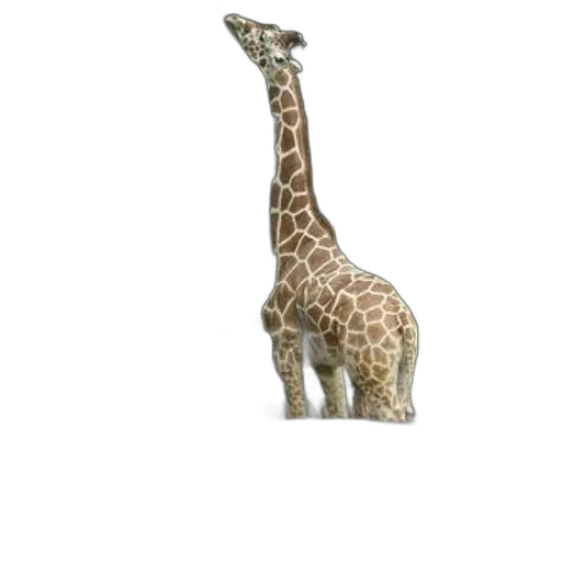 animal, creature, hat, staff transparent PNG cut-out