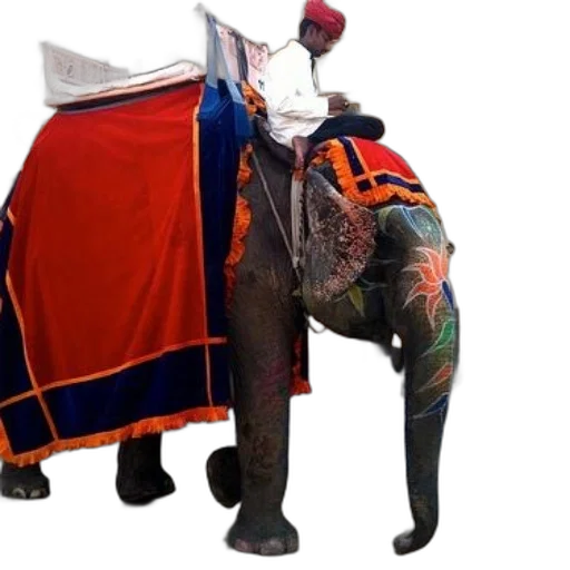 animal, jacket, umbrella, staff transparent PNG cut-out