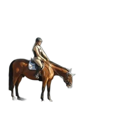jacket, animal, hat, staff transparent PNG cut-out