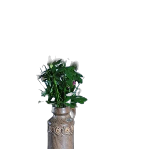 bottle, staff, crown, flower transparent PNG cut-out