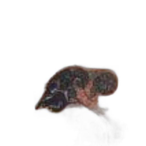 hat, hair, animal, creature transparent PNG cut-out