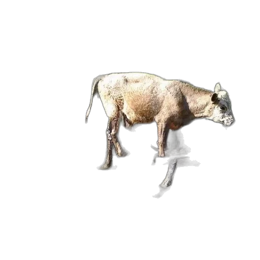 animal, creature, furniture, food transparent PNG cut-out