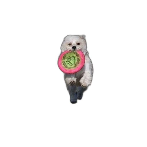 staff, food, jewelry, animal transparent PNG cut-out