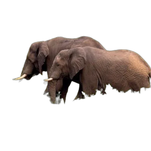 animal, creature, staff, food transparent PNG cut-out