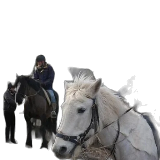 animal, staff, jacket, creature transparent PNG cut-out