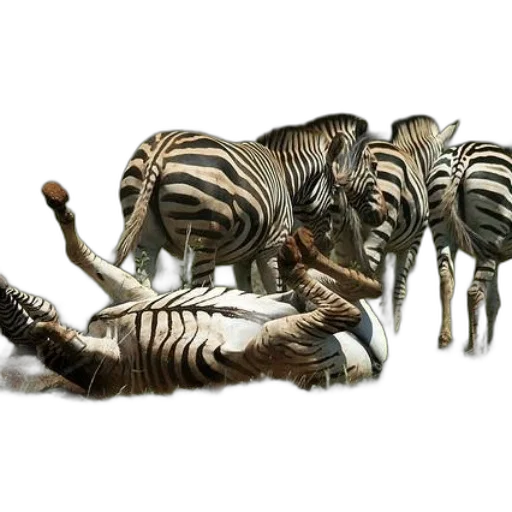 animal, creature, furniture, weapon transparent PNG cut-out