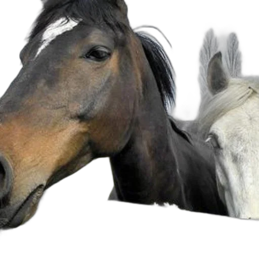 animal, photorealistic, 3d render, two transparent PNG cut-out