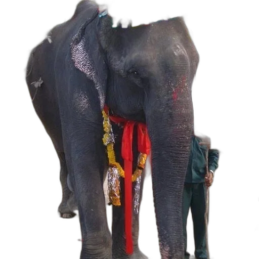 staff, animal, mask, jewelry transparent PNG cut-out
