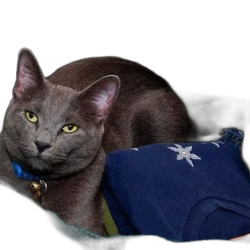 staff, animal, creature, hat transparent PNG cut-out